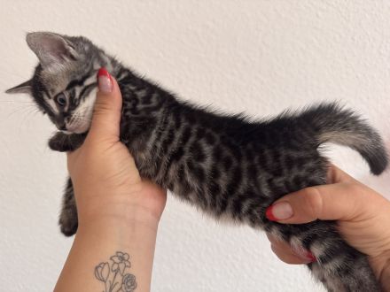 🐾 Wunderschöne Bengal-Mädchen suchen ein liebevolles Zuhause! 🐾 Kitten
