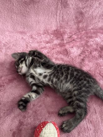 🐾 Wunderschöne Bengal-Mädchen suchen ein liebevolles Zuhause! 🐾 Kitten