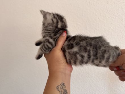 🐾 Wunderschöne Bengal-Mädchen suchen ein liebevolles Zuhause! 🐾 Kitten