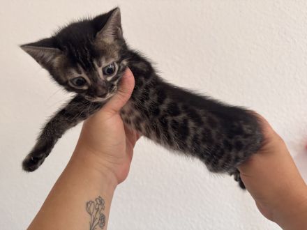 🐾 Wunderschöne Bengal-Mädchen suchen ein liebevolles Zuhause! 🐾 Kitten