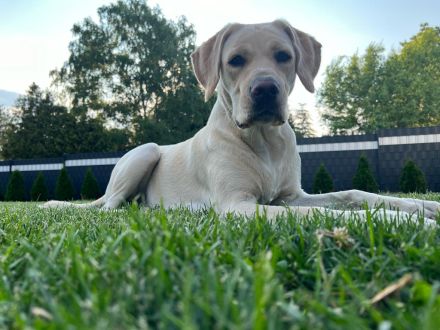 Schwarze Labradorwelpen