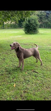 Schwarze Labradorwelpen