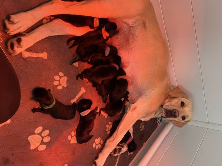 Schwarze Labradorwelpen