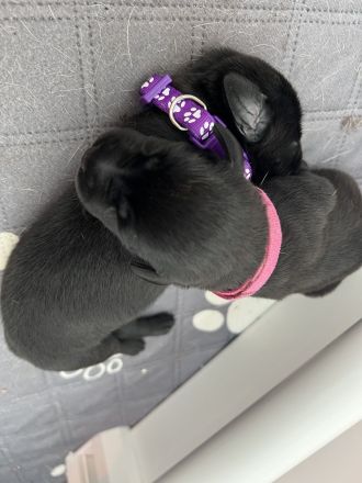 Schwarze Labradorwelpen
