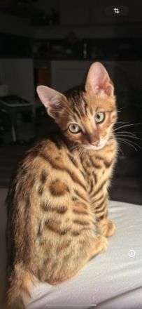 Bengal-Kitten 3 Monate