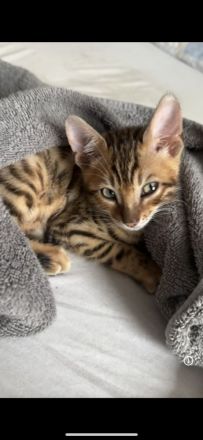Bengal-Kitten 3 Monate
