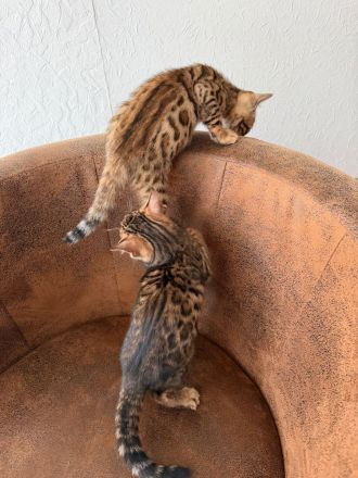 Liebevoller Bengal 16 Wochen abgabebereit