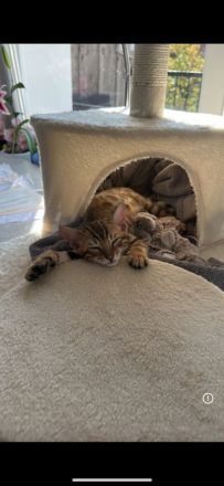 Bengal-Kitten 3 Monate