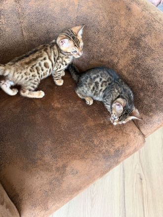 Liebevoller Bengal 16 Wochen abgabebereit
