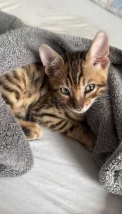 Liebevoller Bengal 16 Wochen abgabebereit