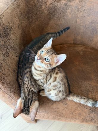 Liebevoller Bengal 16 Wochen abgabebereit
