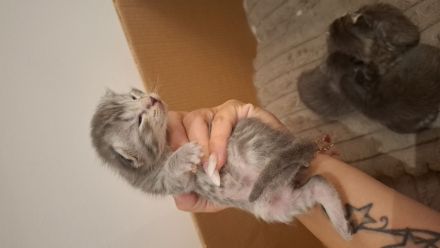 Maine coon / britisch kurzhaar mix