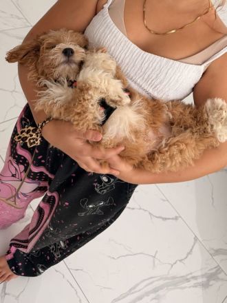 🐾 Liebevoller Maltipoo-Rüde sucht neues Zuhause ❤️