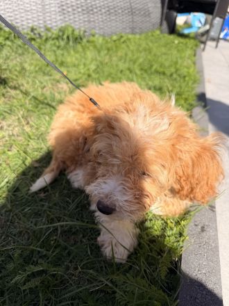 🐾 Liebevoller Maltipoo-Rüde sucht neues Zuhause ❤️