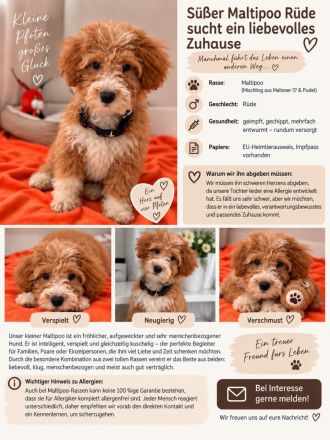 🐾 Liebevoller Maltipoo-Rüde sucht neues Zuhause ❤️