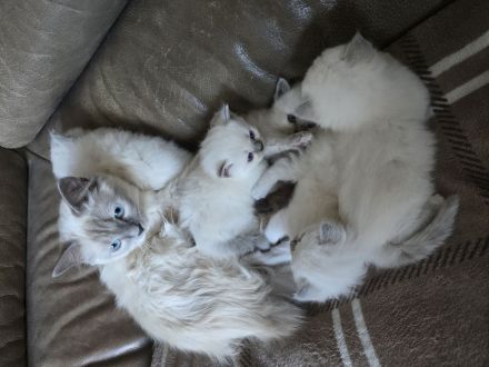 Heilige Birma Kitten