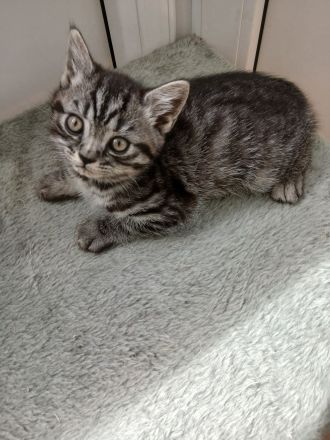 reinrassige britisch Kurzhaar Kitten