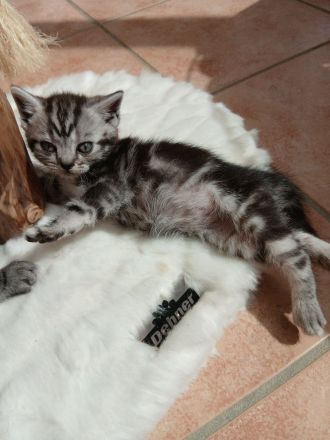 reinrassige britisch Kurzhaar Kitten