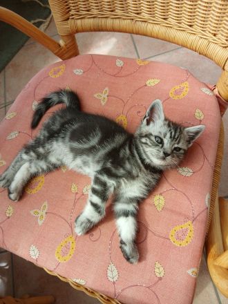 reinrassige britisch Kurzhaar Kitten