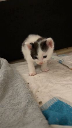 Kitten vom 09.08.2026