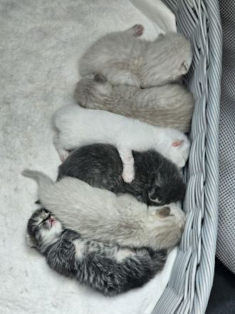 Wunderschöne BKH / Perser Kitten mit blauen Augen
