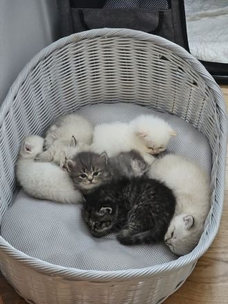 Wunderschöne BKH / Perser Kitten mit blauen Augen