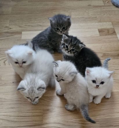 Wunderschöne BKH / Perser Kitten mit blauen Augen