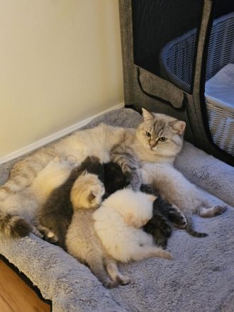Wunderschöne BKH / Perser Kitten mit blauen Augen
