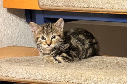 7 wunderschöne Kitten suchen ein neues Zuhause!