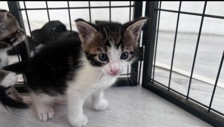 7 wunderschöne Kitten suchen ein neues Zuhause!
