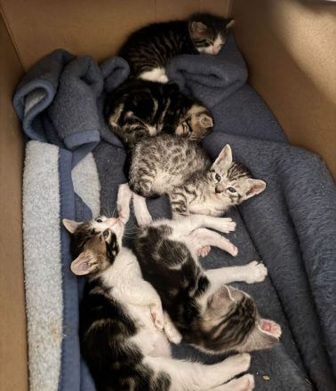 7 wunderschöne Kitten suchen ein neues Zuhause!
