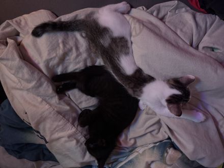 2 junger kitten