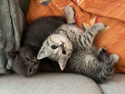 Britisch-Kurzhaar-Kitten