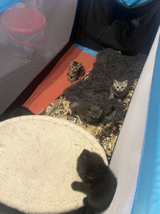 Britisch-Kurzhaar-Kitten