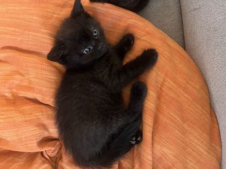 Britisch-Kurzhaar-Kitten