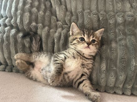 Britisch-Kurzhaar-Kitten