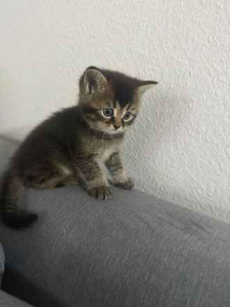 Zwei liebevolle Kater suchen ein neues Zuhause