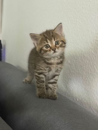 Zwei liebevolle Kater suchen ein neues Zuhause