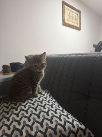 Zwei liebevolle Kater suchen ein neues Zuhause