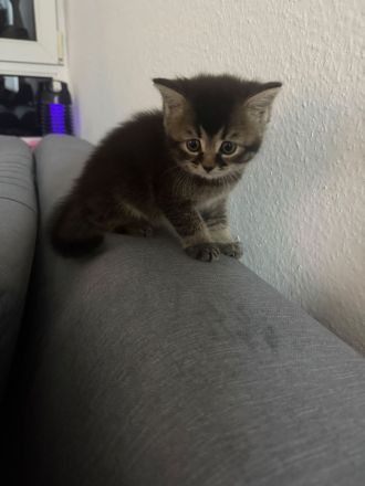 Zwei liebevolle Kater suchen ein neues Zuhause