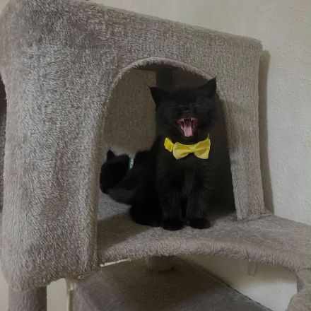 Süßes BKH-Kitten in Schwarz und Blau – Liebevolles Zuhause gesucht!