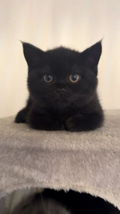 Süßes BKH-Kitten in Schwarz – Liebevolles Zuhause gesucht!
