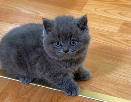 Süßes BKH-Kitten in Schwarz und Blau – Liebevolles Zuhause gesucht!
