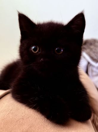 Süßes BKH-Kitten in Schwarz – Liebevolles Zuhause gesucht!
