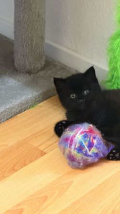 Süßes BKH-Kitten in Schwarz und Blau – Liebevolles Zuhause gesucht!