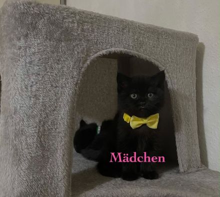 Süßes BKH-Kitten in Schwarz und Blau – Liebevolles Zuhause gesucht!