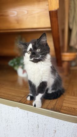 2 Maine Coon x Britisch Langhaar Kater 12 wochen jung