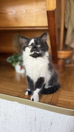 2 Maine Coon x Britisch Langhaar Kater 12 wochen jung