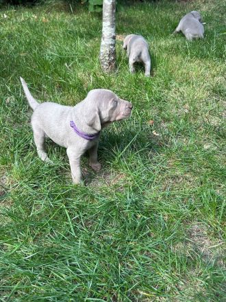 Weimaraner Welpen / reinrassig