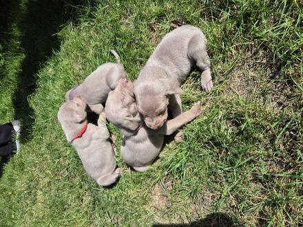 Weimaraner Welpen / reinrassig